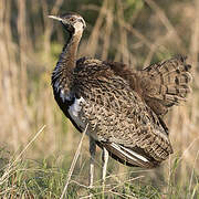 Black-bellied Bustard