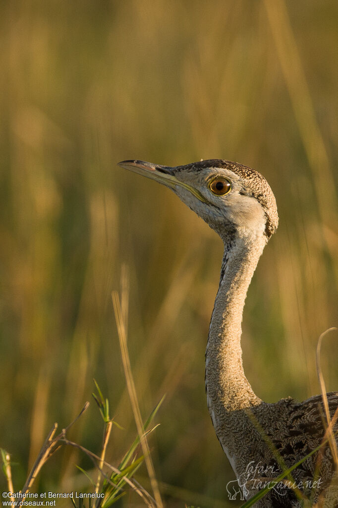 Black-bellied Bustard male immature