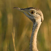 Black-bellied Bustard