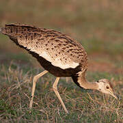 Black-bellied Bustard