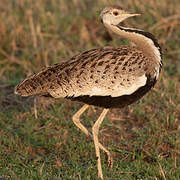 Black-bellied Bustard