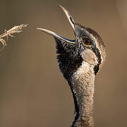 Black-bellied Bustard