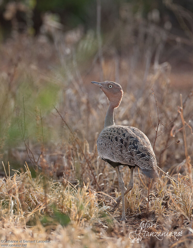 Buff-crested Bustard male adult, identification