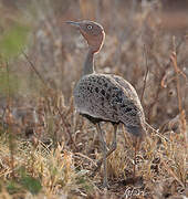 Buff-crested Bustard