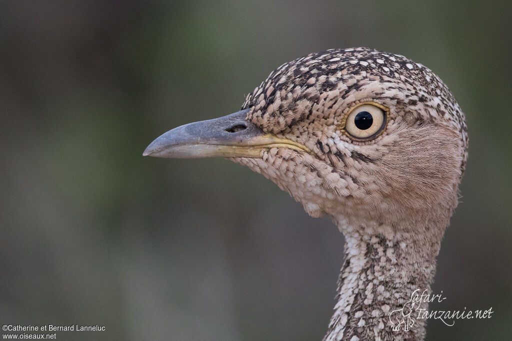 Buff-crested Bustard female adult, close-up portrait