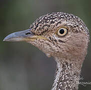 Buff-crested Bustard