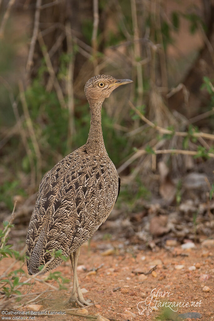 Outarde d'Oustalet femelle adulte, identification