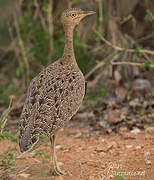 Buff-crested Bustard