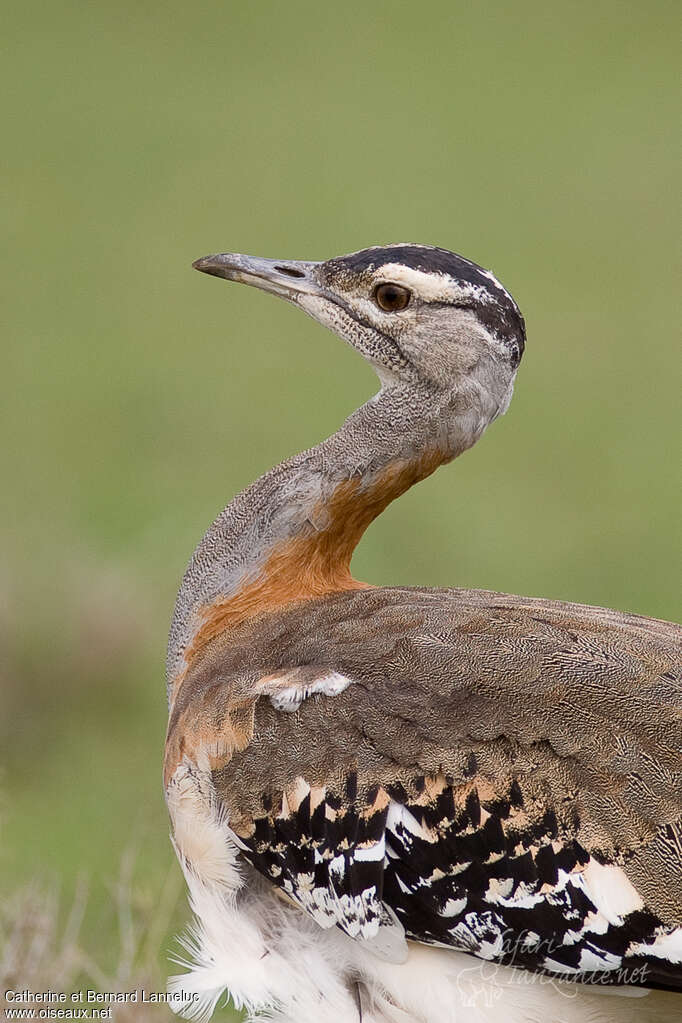 Denham's Bustardadult, close-up portrait