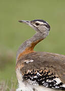 Denham's Bustard