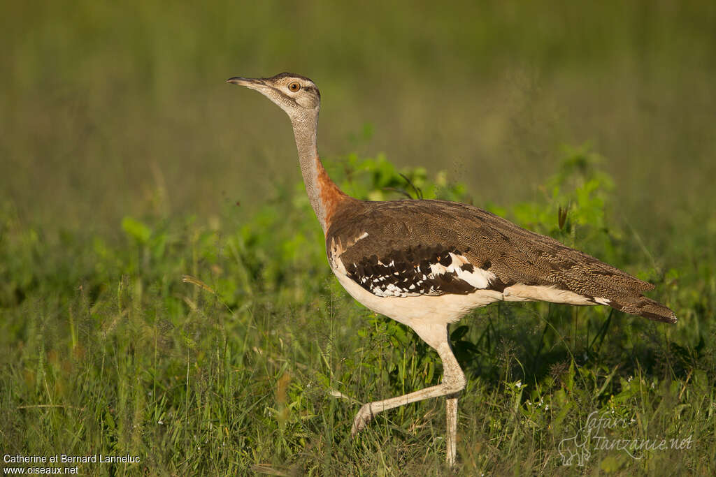 Outarde de Denhamadulte, identification