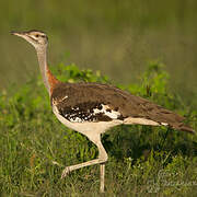 Denham's Bustard