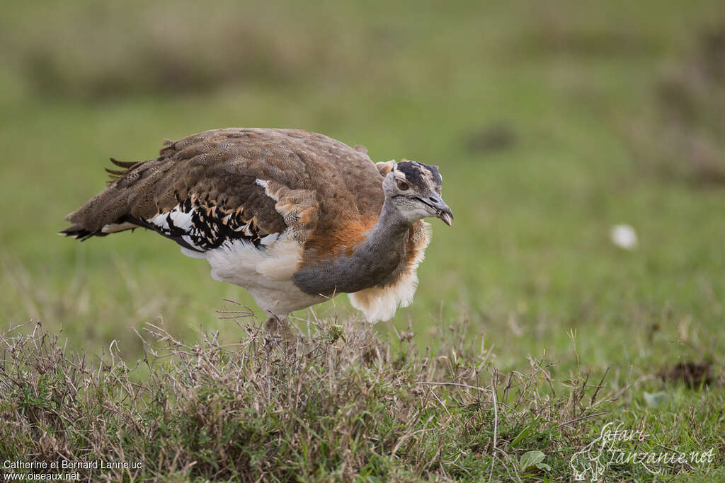 Denham's Bustardadult, feeding habits