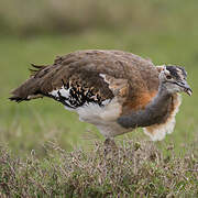 Denham's Bustard