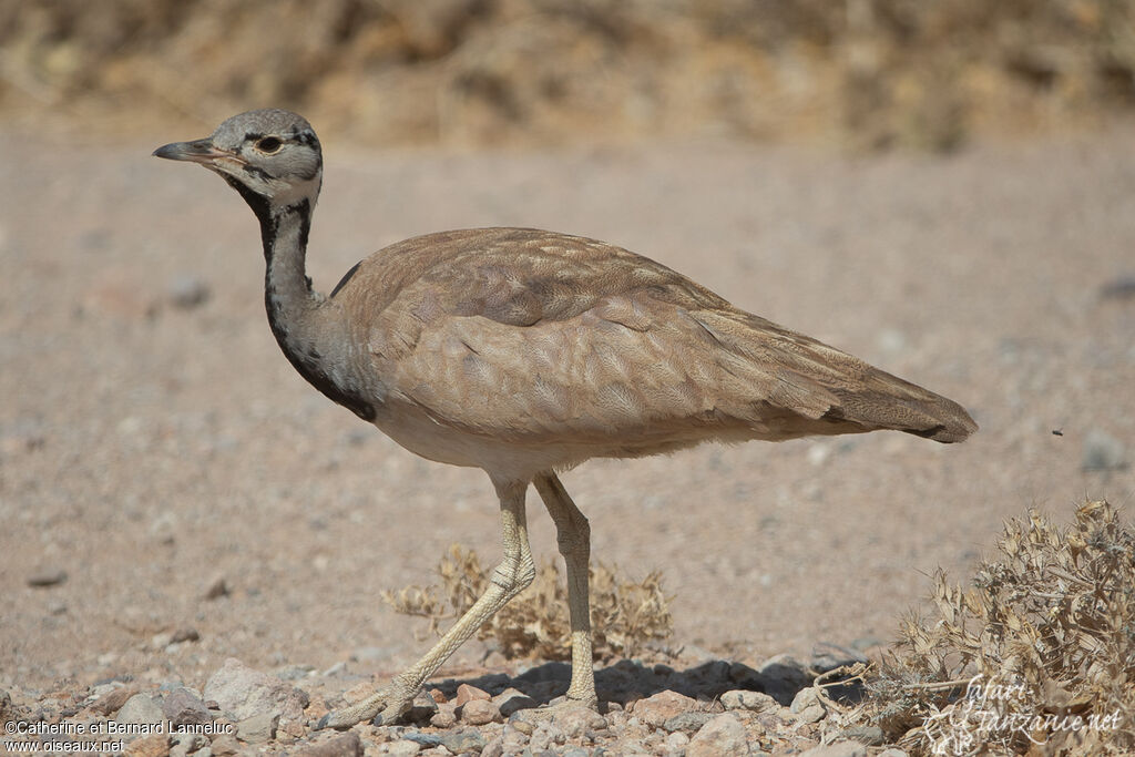 Outarde de Rüppell mâle adulte, identification