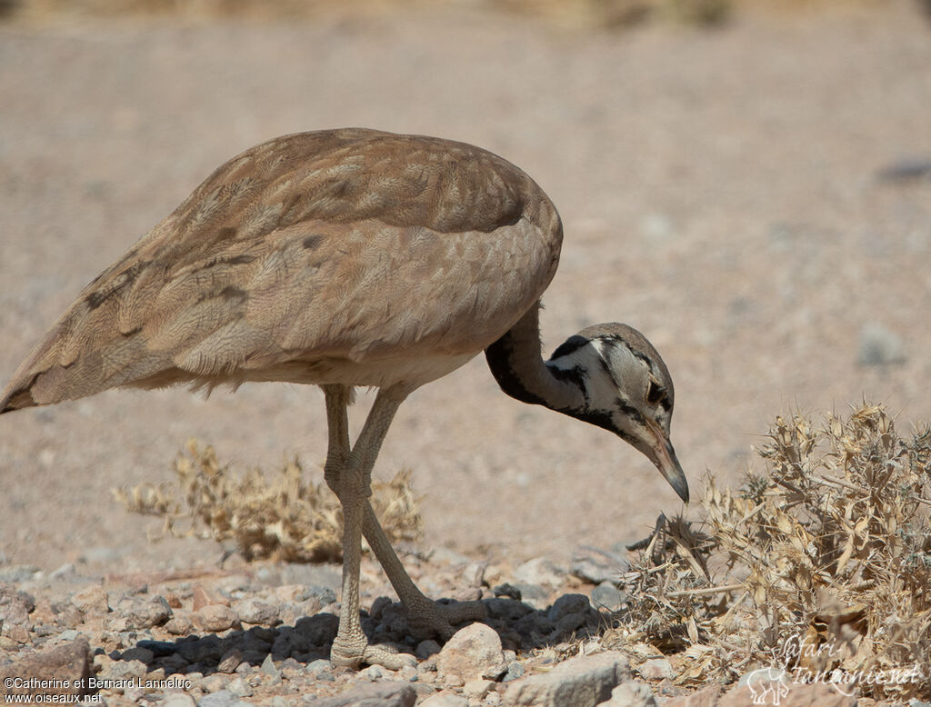 Rüppell's Korhaan male adult, feeding habits