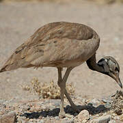 Rüppell's Korhaan