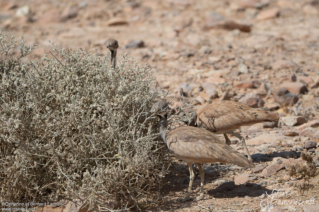 Rüppell's Korhaan, feeding habits, Behaviour