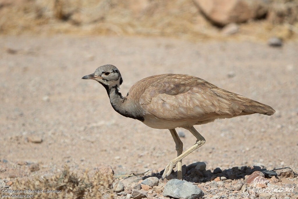 Outarde de Rüppell mâle adulte, identification