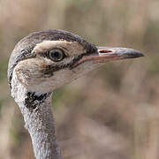 White-bellied Bustard