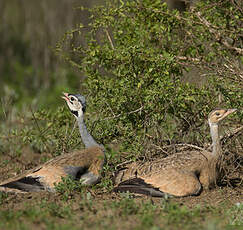 Outarde du Sénégal