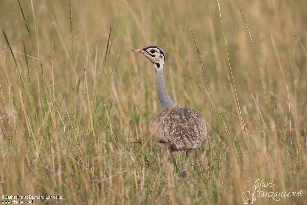 White-bellied Bustard male adult