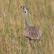 White-bellied Bustard