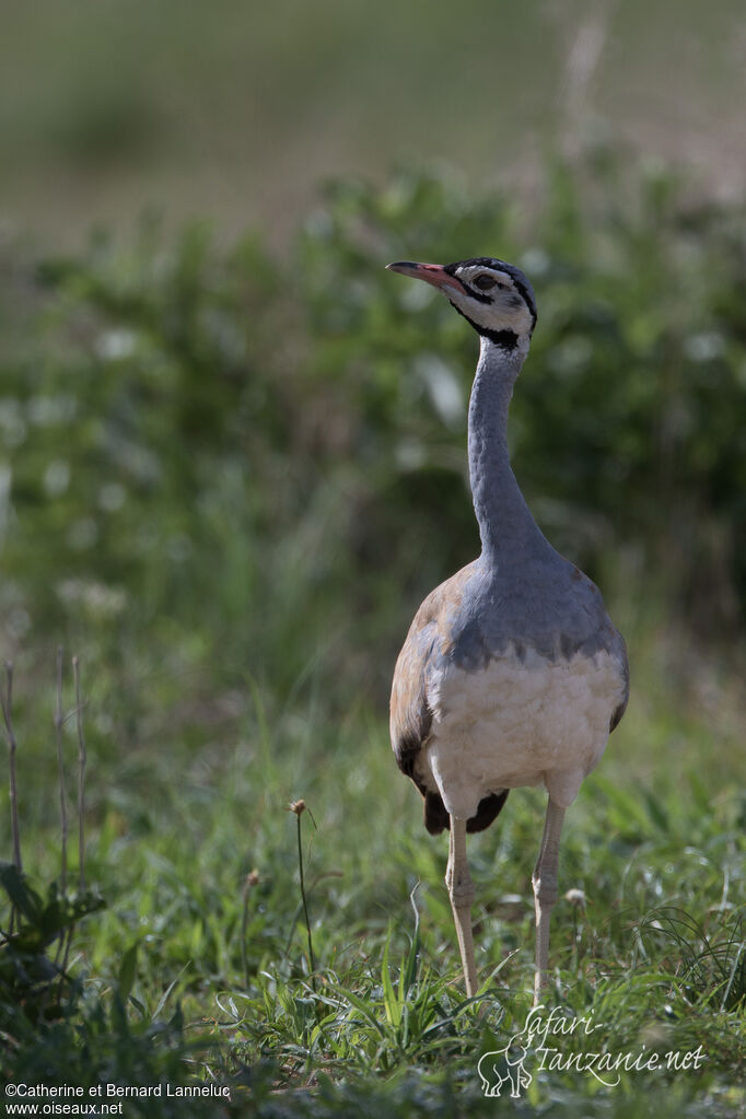 White-bellied Bustard male adult