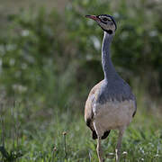 White-bellied Bustard