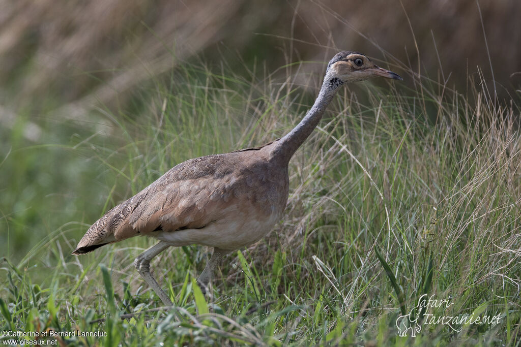 White-bellied Bustardimmature, identification