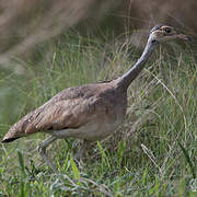 White-bellied Bustard