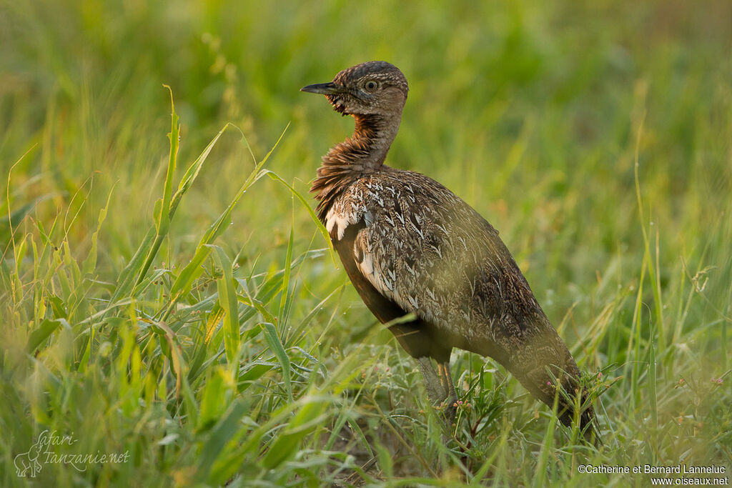 Red-crested Korhaan male adult, Behaviour