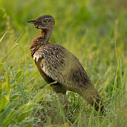 Red-crested Korhaan