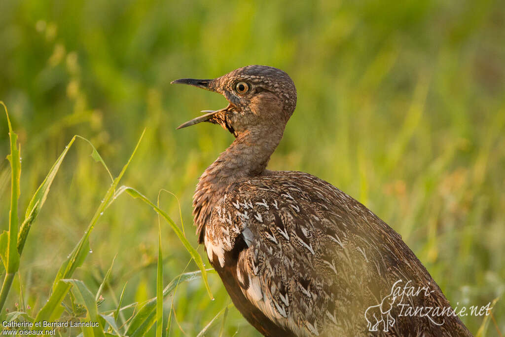 Red-crested Korhaan male adult, song