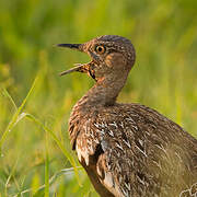 Red-crested Korhaan