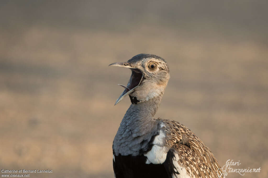 Red-crested Korhaan male adult, aspect, song