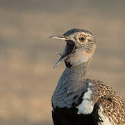 Red-crested Korhaan