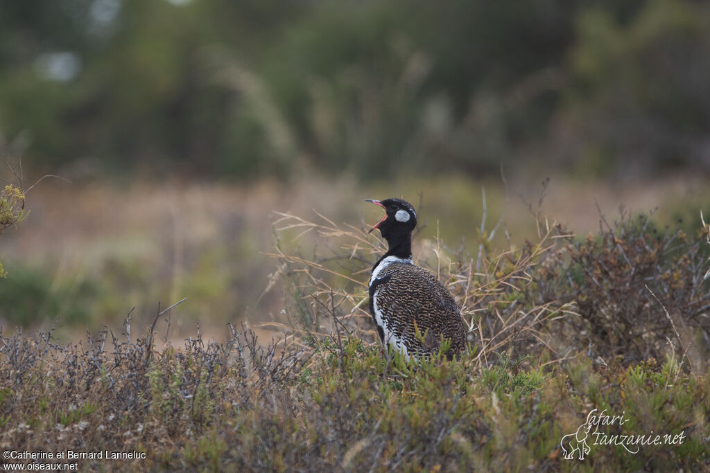 Southern Black Korhaan male adult, song