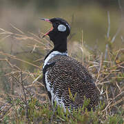 Southern Black Korhaan