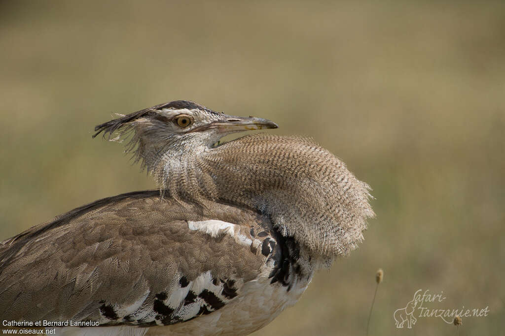 Kori Bustard male adult, aspect