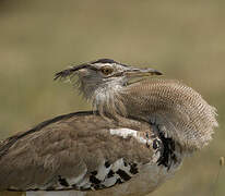 Kori Bustard