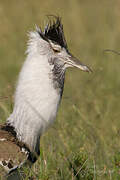 Kori Bustard