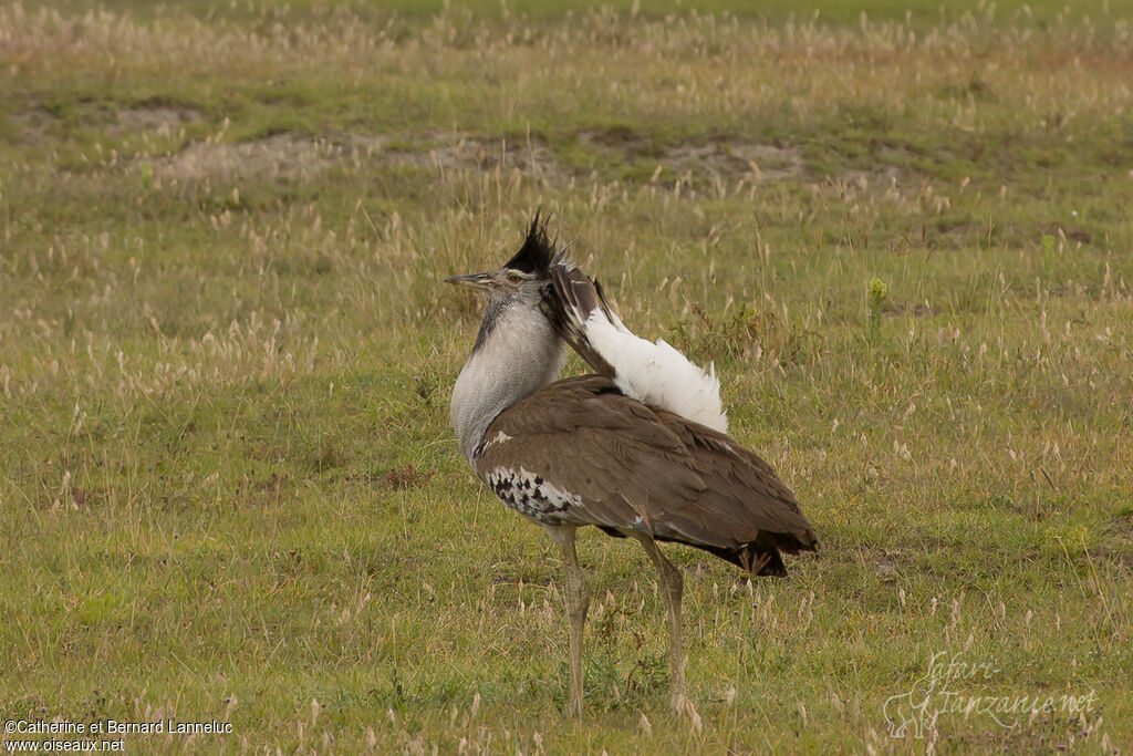 Kori Bustard male adult, identification, courting display