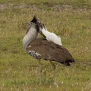 Kori Bustard