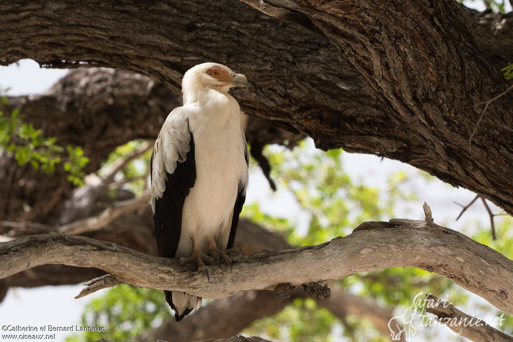 Palmiste africainadulte, habitat