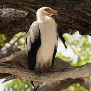 Palm-nut Vulture