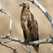 Palm-nut Vulture