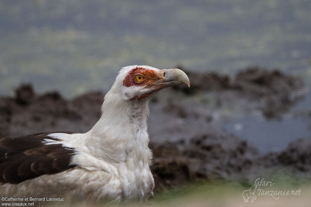 Palmiste africainadulte, portrait