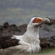 Palm-nut Vulture