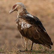 Palm-nut Vulture